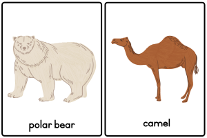 Animal Flashcards