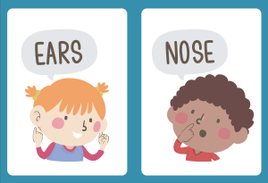 Body Flashcards